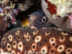 A beautiful juvenile Mediterranean moray (Muraena helena)... by Stefanos Michael 